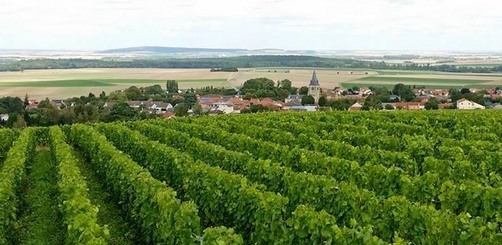 10 aout / august 2014 - Boulard Champagne Vineyards - Before the harvest